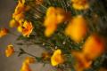 A close up photo of open yellow-orange California poppy flowers. They are leaning left and the light green dendrite-like leafs on the stems are visible.
