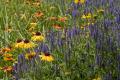 A field of wildflowers. At left are deep yellow daisy-like flowers, and at right are purple lavender-like flowers.